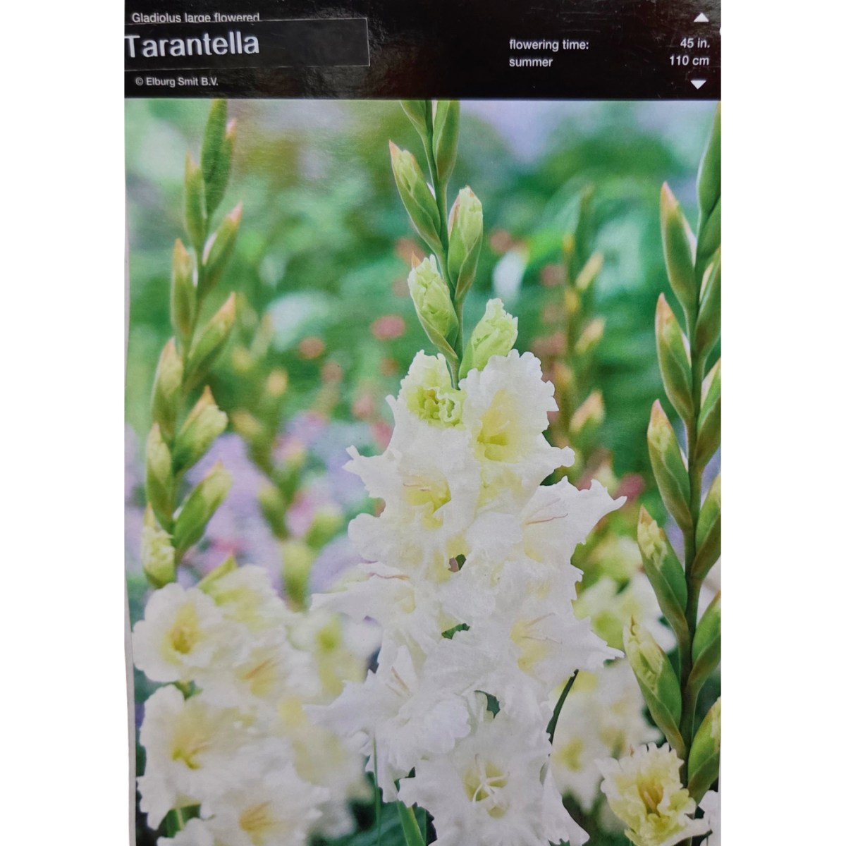 Mečíky - Mečík Tarantella 5ks