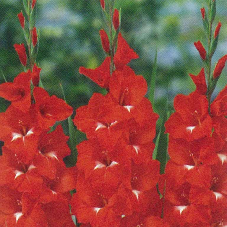 Mečíky - Mečík Traderhorn 5ks