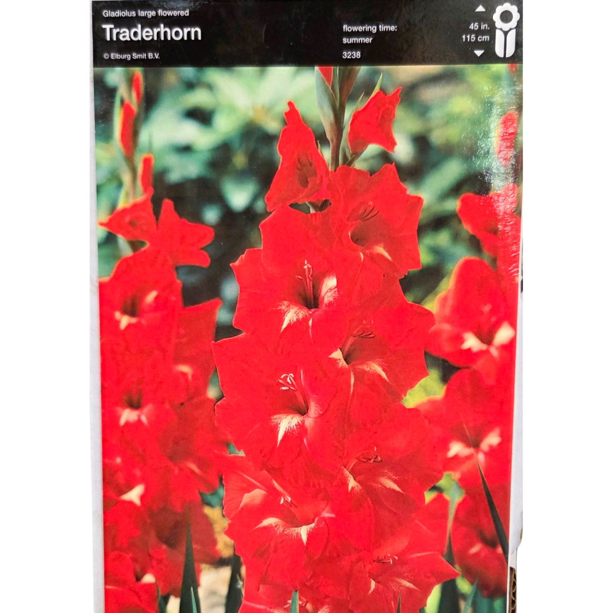 Mečíky - Mečík Traderhorn 5ks