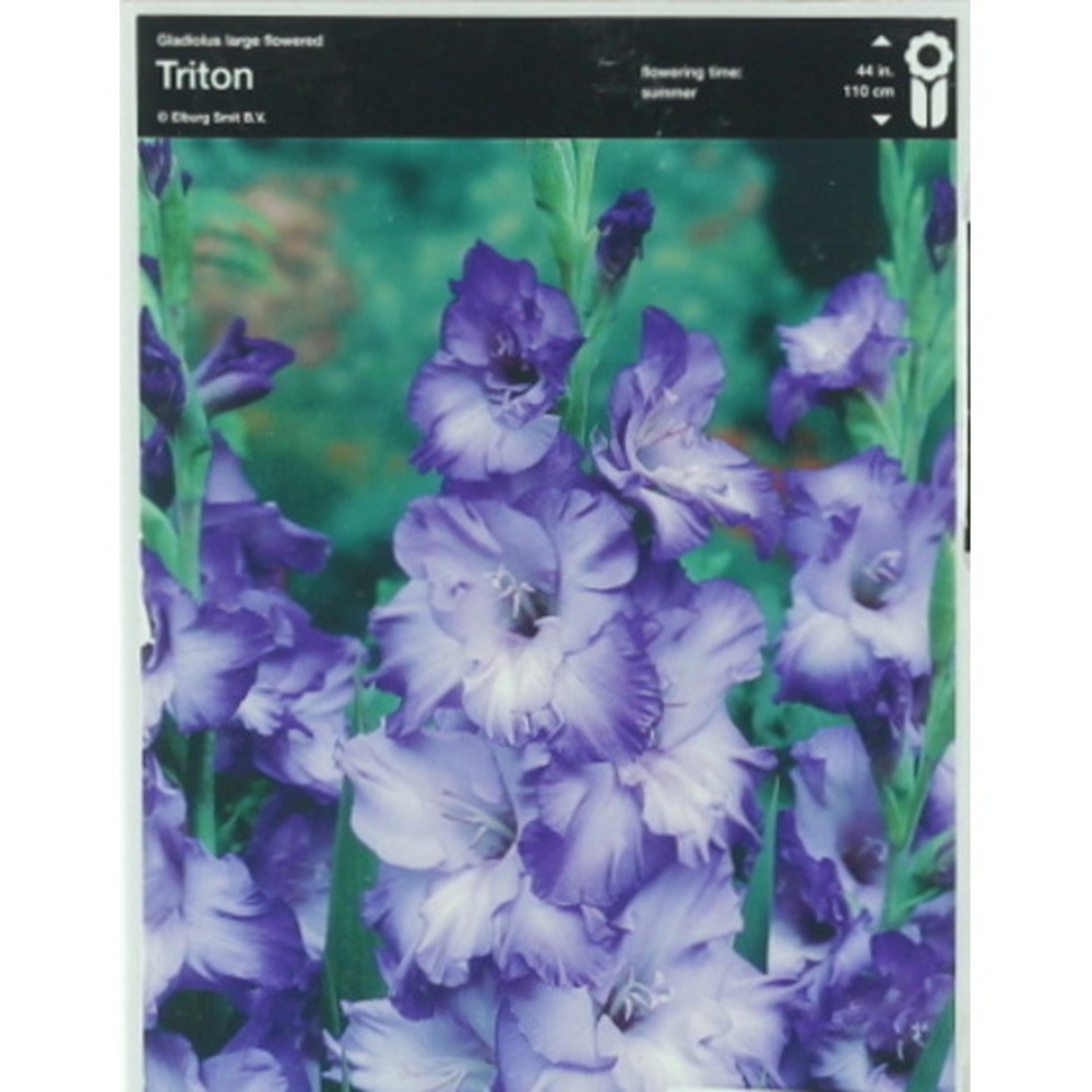 Mečíky - Mečík 'Triton' 5ks