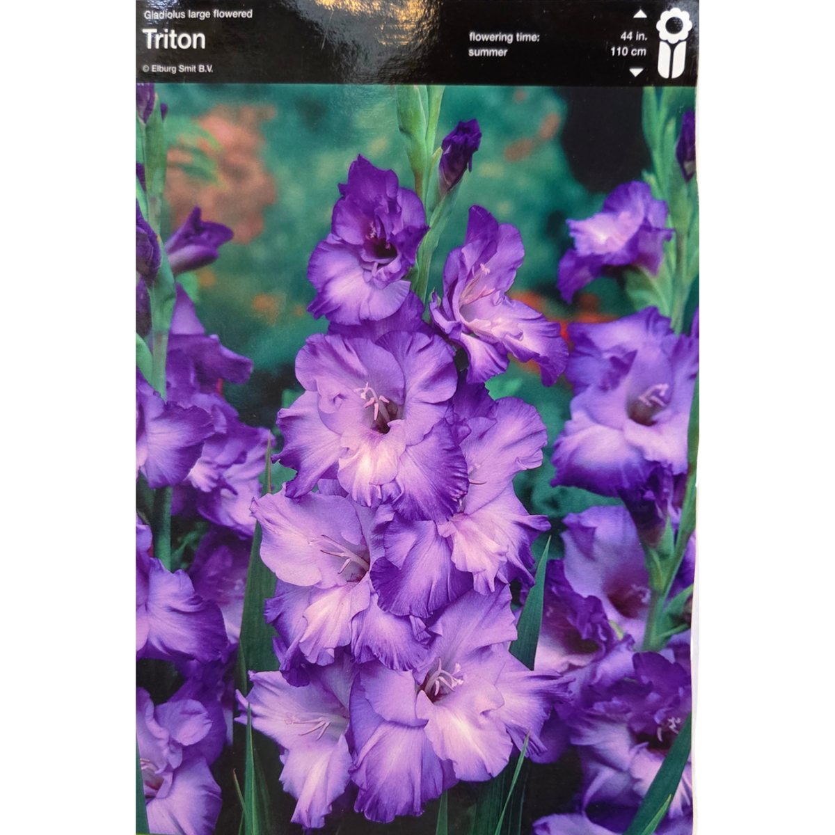 Mečíky - Mečík 'Triton' 5ks