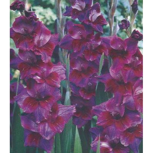 Mečíky - Mečík Velvet Eyes 5ks