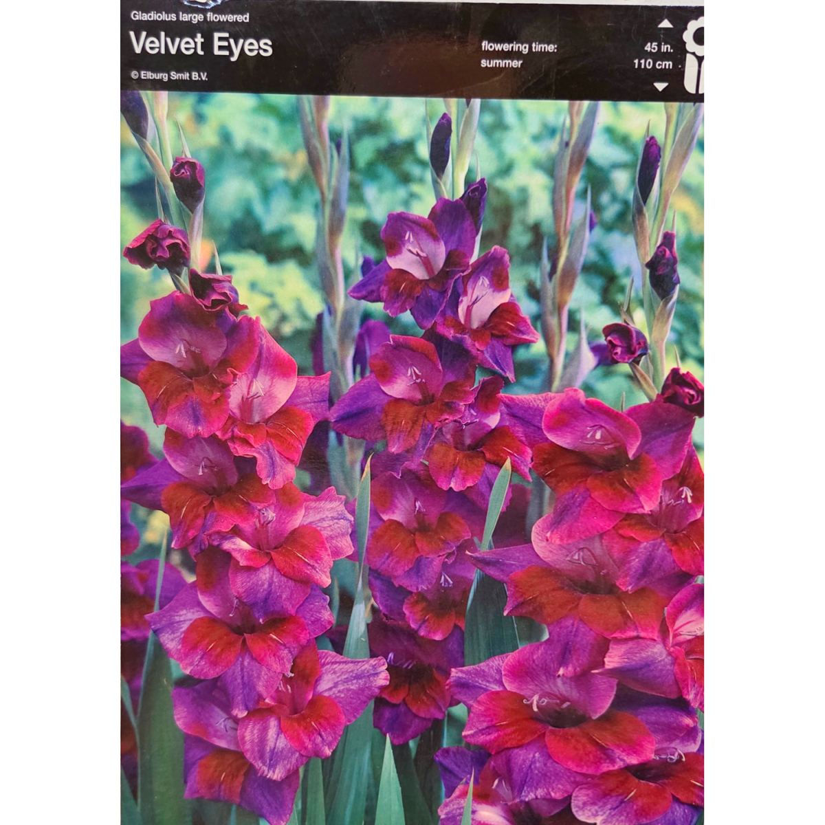 Mečíky - Mečík Velvet Eyes 5ks