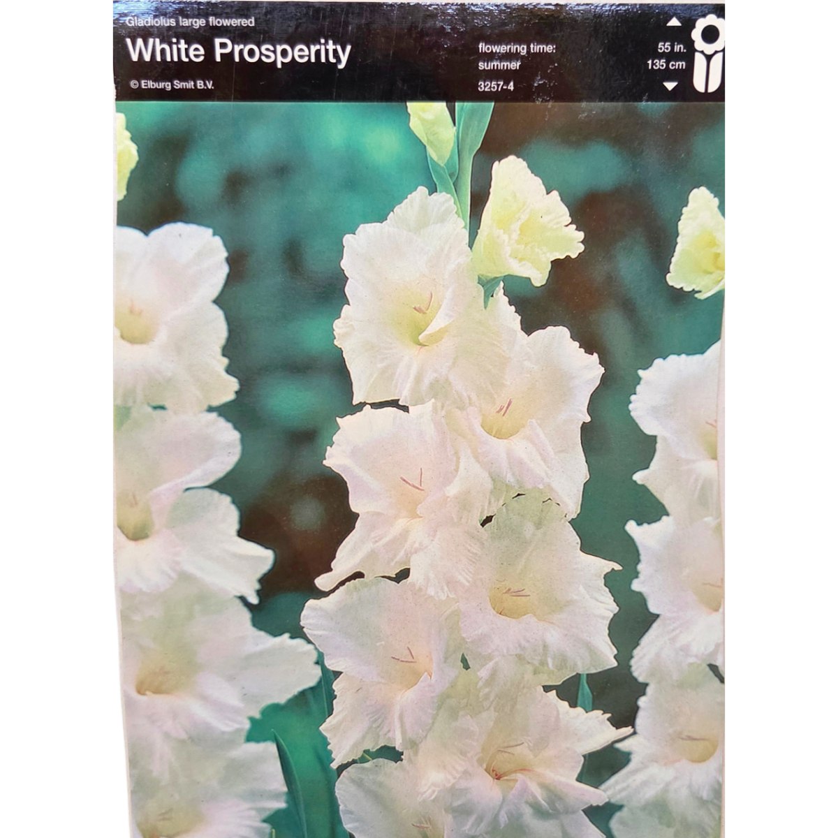 Mečíky - Mečík 'White Prosperity' 5ks