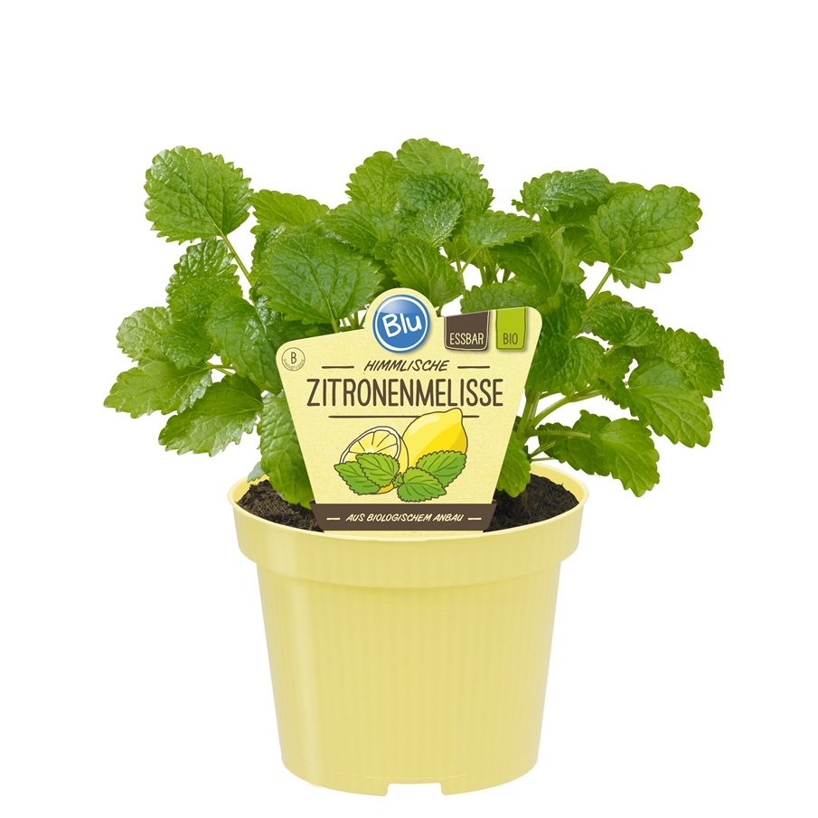 Bylinky - Meduňka BIO květináč 12cm