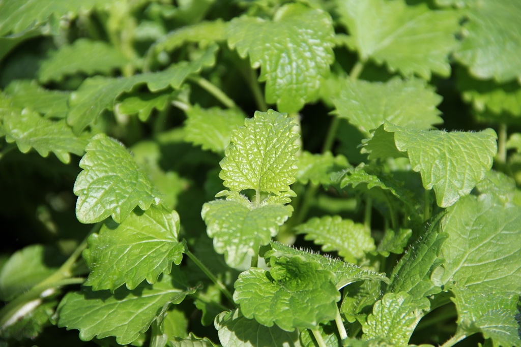 Meduňka květináč 12cm-0