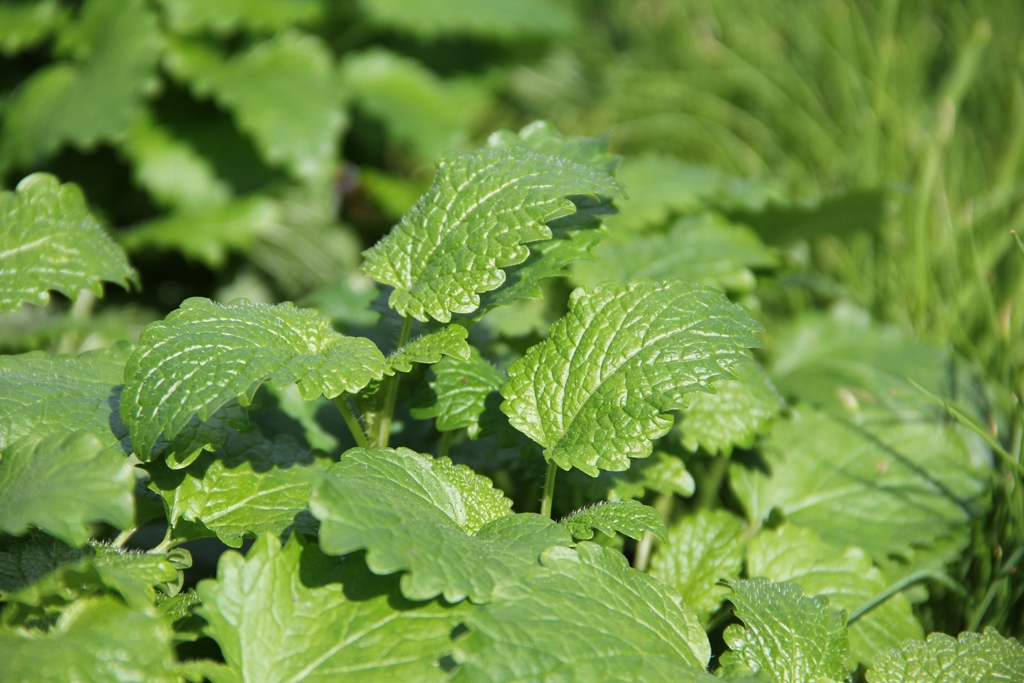 Meduňka květináč 12cm-1