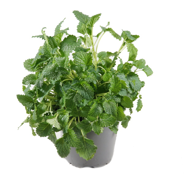 Bylinky - Meduňka lékařská květináč 14cm