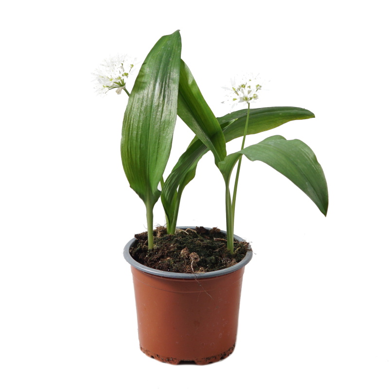 Bylinky - Medvědí česnek Gismo květináč 12cm