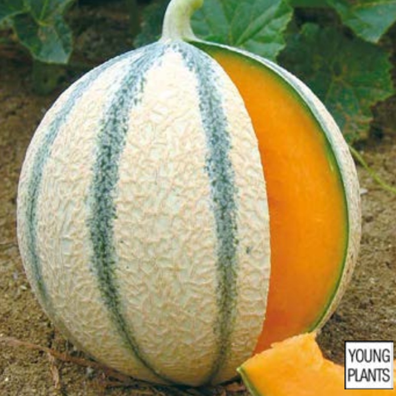 Roubovaná sadba - Meloun cukrový Anasta roubovaný 12cm