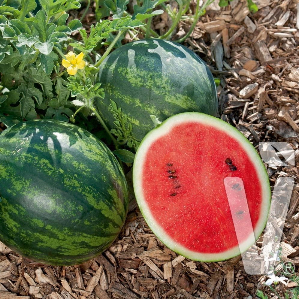 Roubovaná sadba - Meloun Mini Love roubovaný 12cm