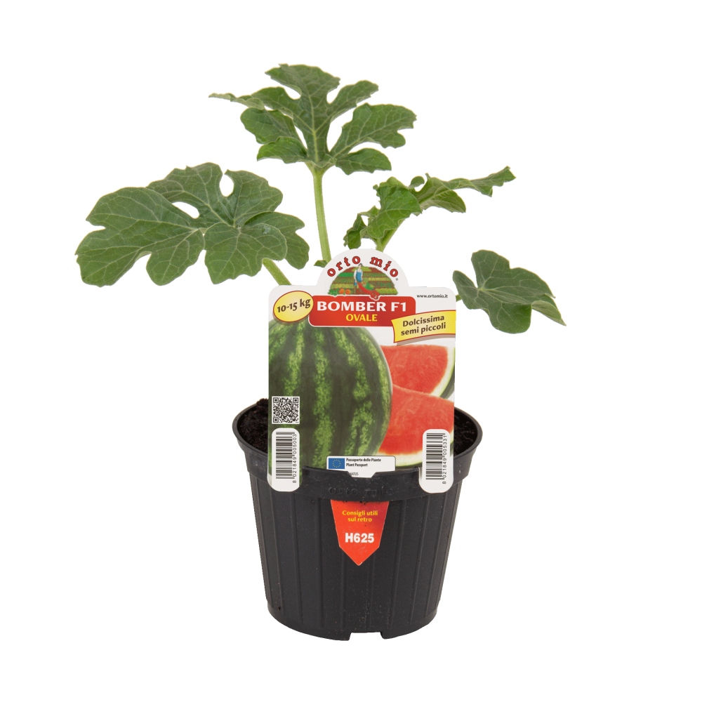 Neroubovaná sadba - Meloun vodní Bomber F1 květináč 10cm