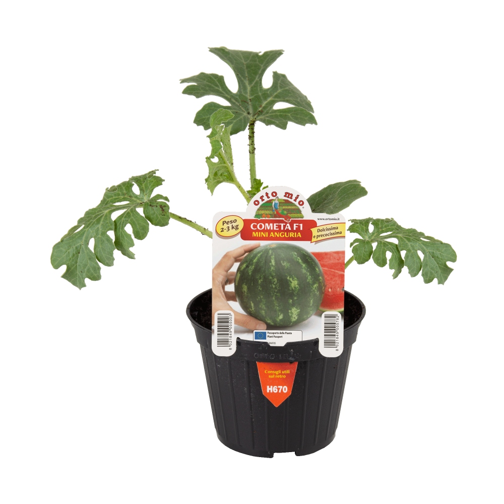 Neroubovaná sadba - Meloun vodní Cometa F1 květináč 10cm