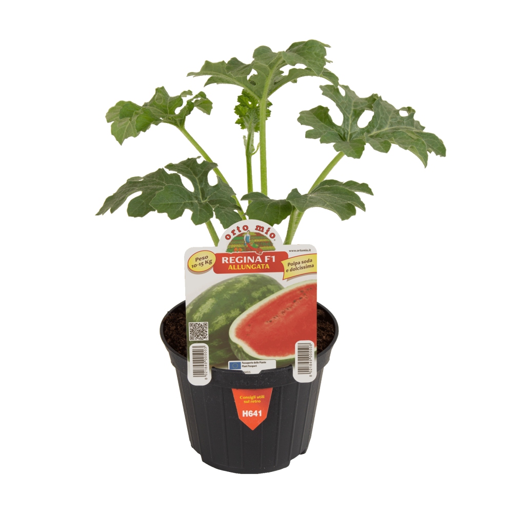 Neroubovaná sadba - Meloun vodní Regina/Daytona F1 květináč 10cm