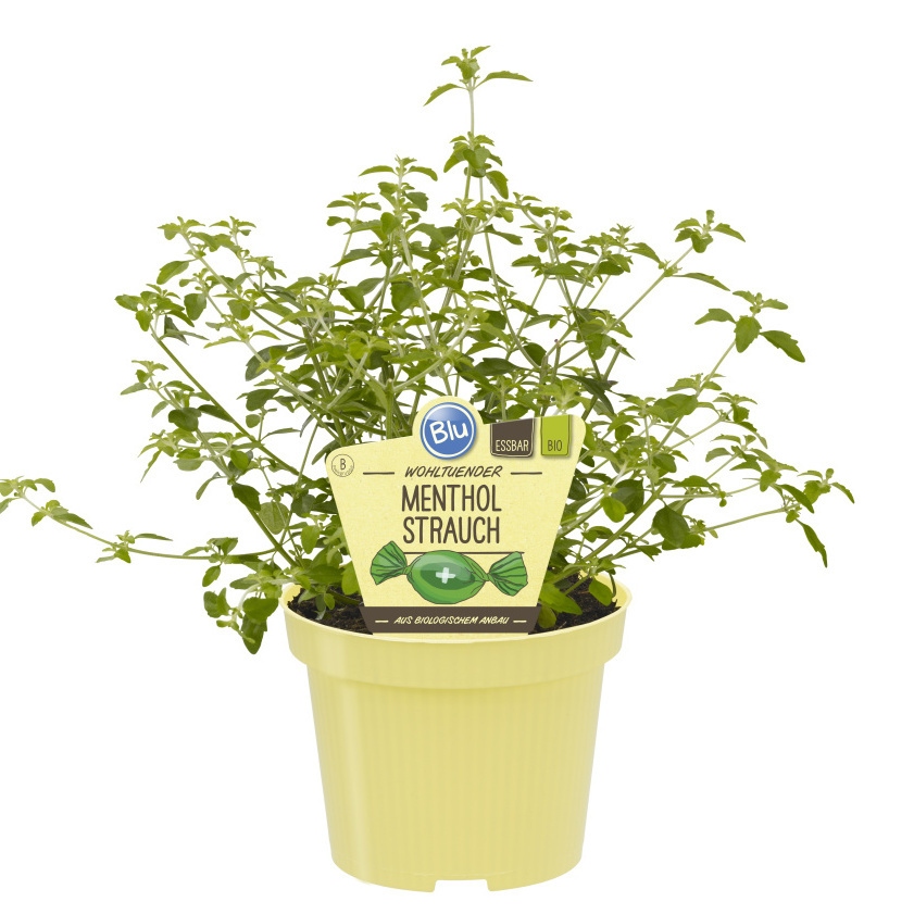 Bylinky - Mentholový keř BIO květináč 12cm
