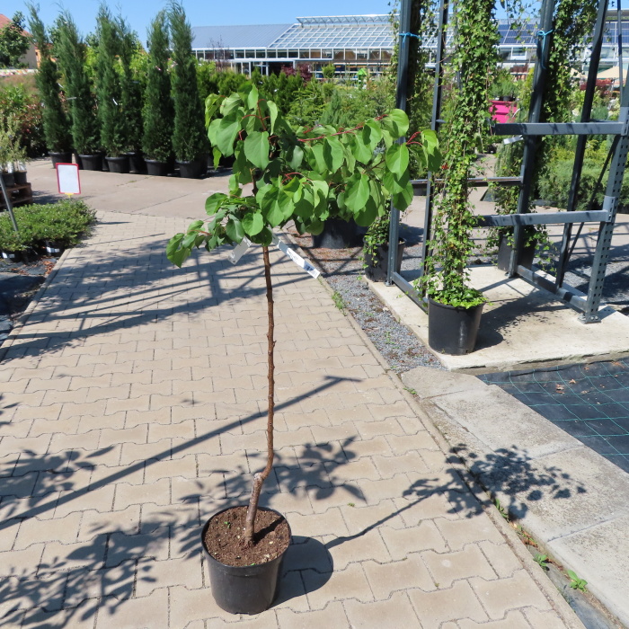 Rostliny - Meruňka 'Adriana' květináč 7,5 litru, REZISTENTNÍ, cizosprašná
