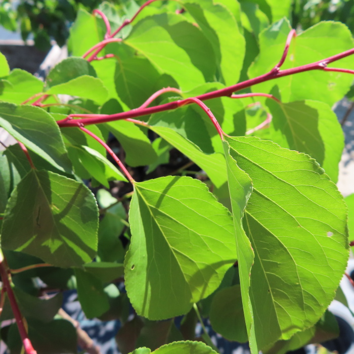 Meruňka 'Adriana' květináč 7,5 litru, REZISTENTNÍ, cizosprašná-0