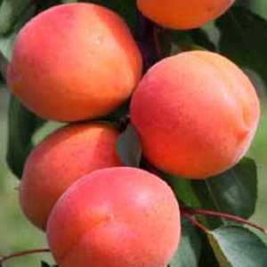 Meruňky - Meruňka 'Adriana' prostokořenné, REZISTENTNÍ, cizosprašná