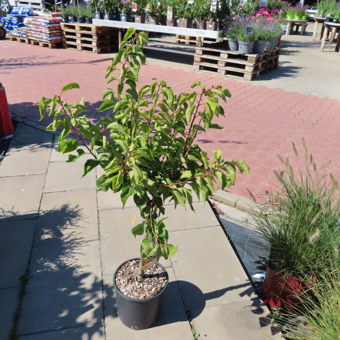 Meruňky - Meruňka 'Aprigold' květináč 10 litrů,mini kmínek, SAMOSPRAŠNÁ