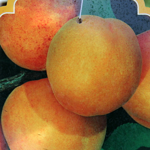 Meruňky - Meruňka 'Bergeron' květináč 10 litrů, polokmen, SAMOSPRAŠNÁ