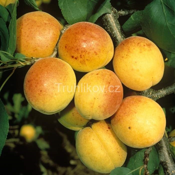 Meruňky - Meruňka Bergeron květináč 7,5 litru, čtvrtkmen, SAMOSPRAŠNÁ