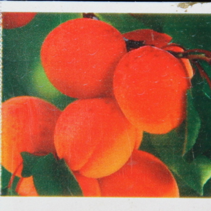 Rostliny - Meruňka Bhart květináč 7,5 litru, raná