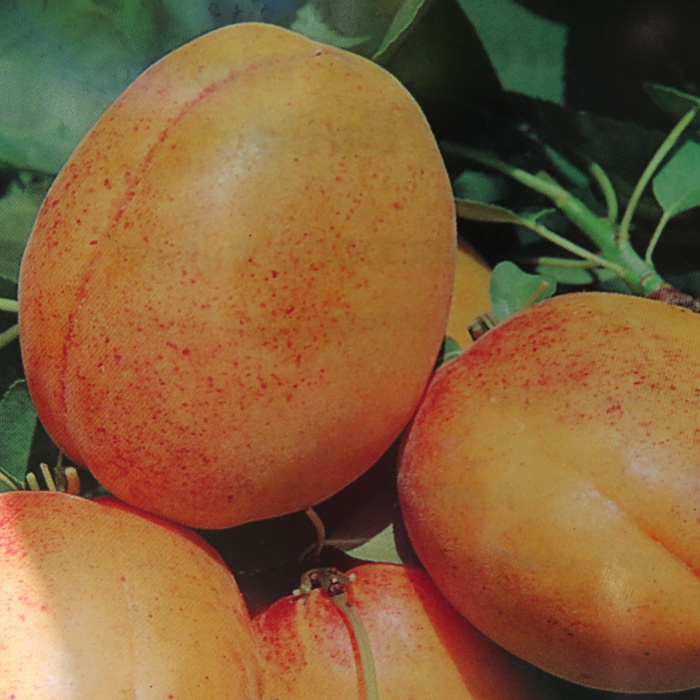 Meruňky - Meruňka 'Bulida' květináč 15 litrů, polokmen, SAMOSPRAŠNÁ