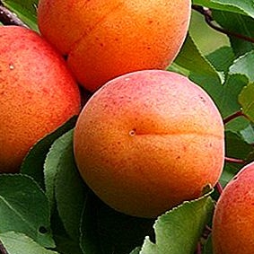 Meruňky - Meruňka 'Early Orange' květináč 7,5 litru, čtvrtkmen, SAMOSPRAŠNÁ