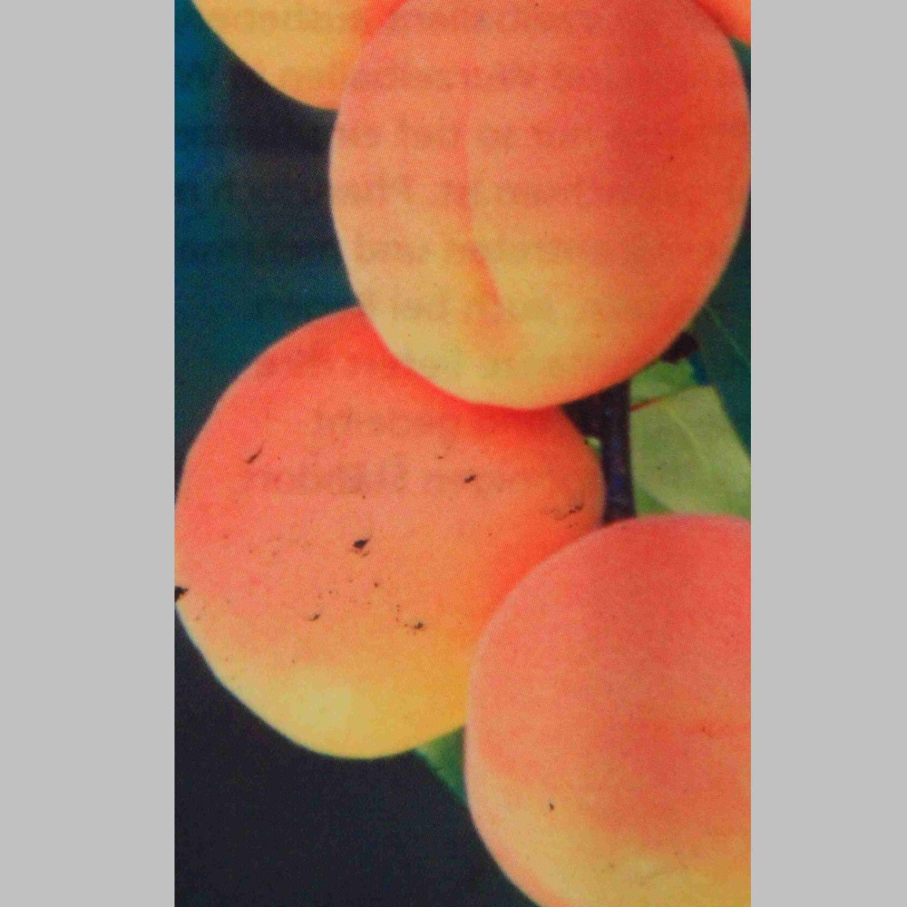 Balkonové ovocné stromky - Meruňka 'Golden Sun' květináč 5 litrů, sloupová, SAMOSPRAŠNÁ