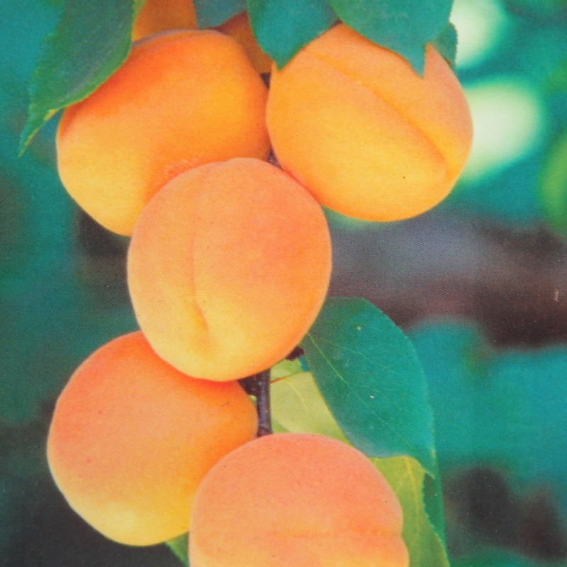 Meruňka 'Golden Sun' květináč 5 litrů, sloupová, SAMOSPRAŠNÁ-0