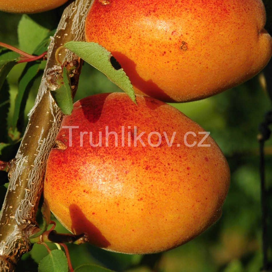 Meruňky - Meruňka 'Goldrich' prostokořenné, zákrsek, SAMOSPRAŠNÁ