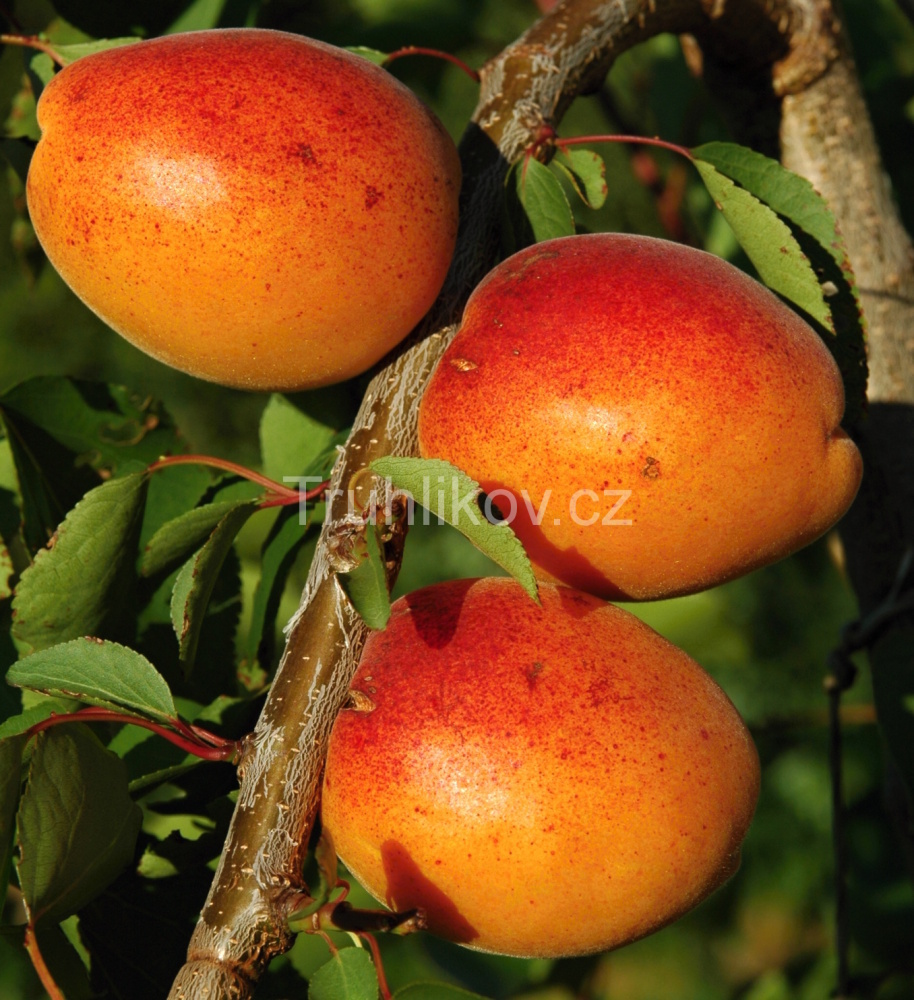 Meruňka 'Goldrich' prostokořenné, zákrsek, SAMOSPRAŠNÁ-0