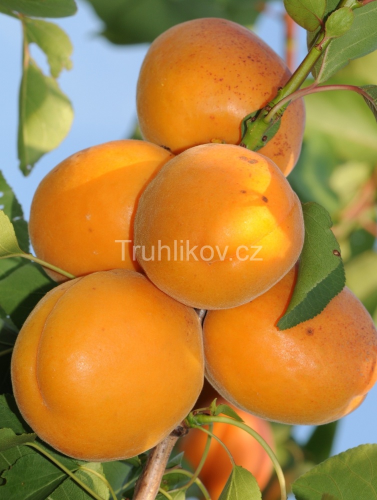 Meruňky - Meruňka 'Harcot' prostokořenné, zákrsek, SAMOSPRAŠNÁ