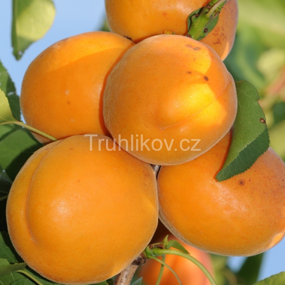 Meruňka 'Harcot' prostokořenné, zákrsek, SAMOSPRAŠNÁ-0