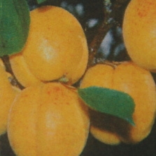 Rostliny - Meruňka Hargrand květináč 7,5 litru, čtvrtkmen, SAMOSPRAŠNÁ