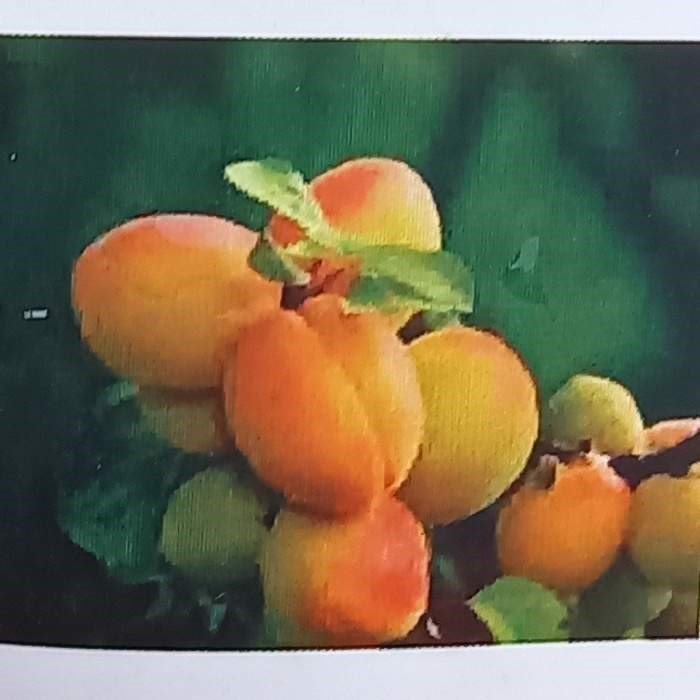 Balkonové ovocné stromky - Meruňka Kaluna zakrslá, květináč 6,3 litru, samosprašná