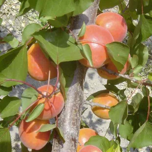 Meruňky - Meruňka 'Kioto' prostokořenné, zákrsek, SAMOSPRAŠNÁ