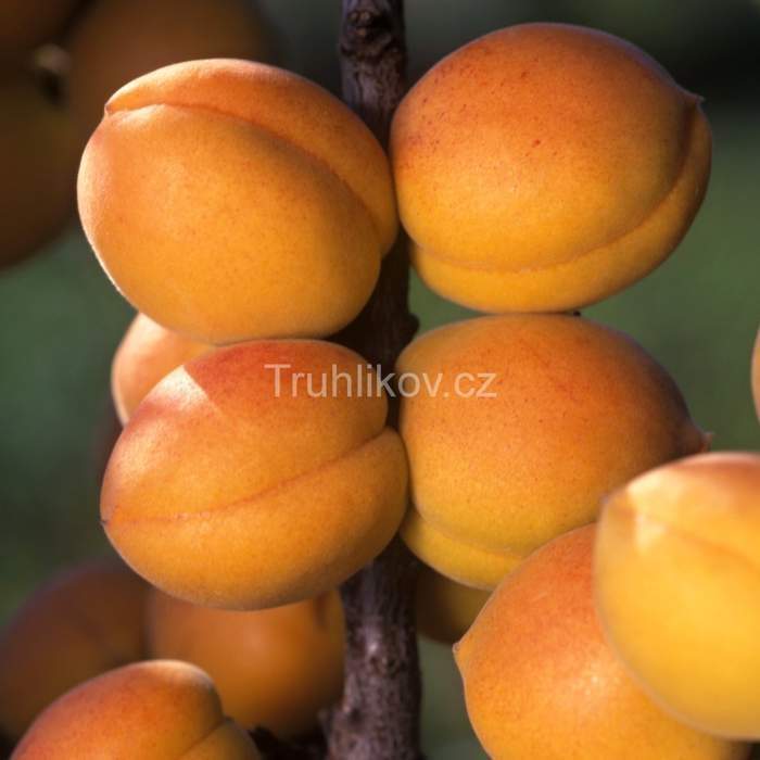 Rostliny - Meruňka 'Kompakta' květináč 10 litrů, čtvrtkmen, SAMOSPRAŠNÁ