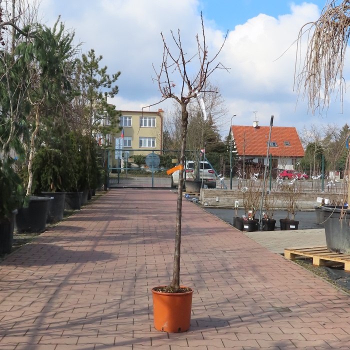 Meruňky - Meruňka květináč 10 litrů, polokmen, SAMOSPRAŠNÁ