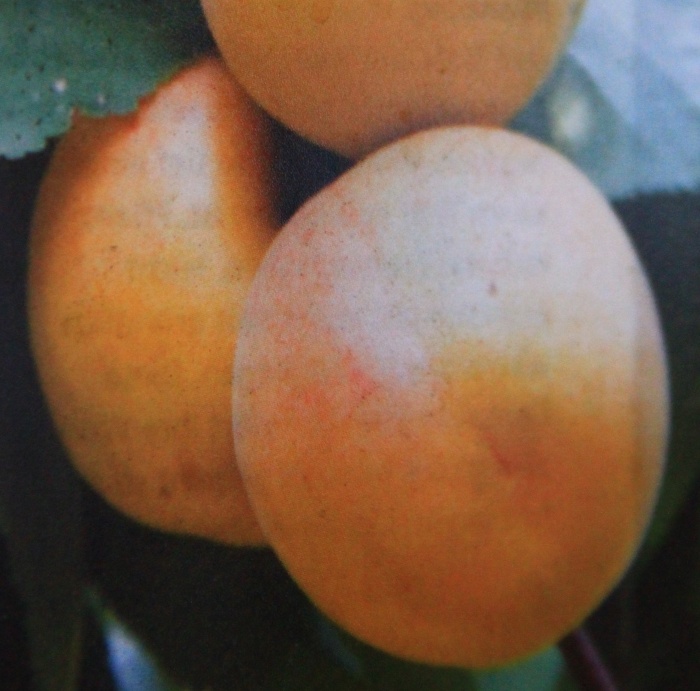 Meruňka květináč 10 litrů, polokmen, SAMOSPRAŠNÁ-0