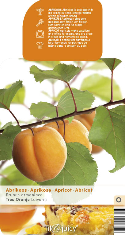 Balkonové ovocné stromky - Meruňka květináč 5 litrů, balkonová, zákrsek, SAMOSPRAŠNÁ