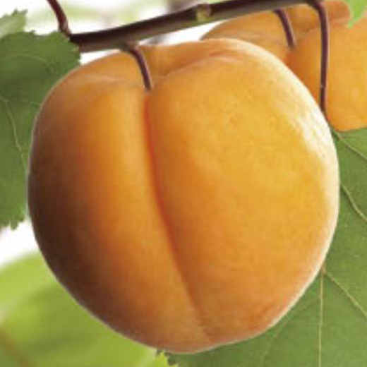 Meruňka květináč 5 litrů, balkonová, zákrsek, SAMOSPRAŠNÁ-0