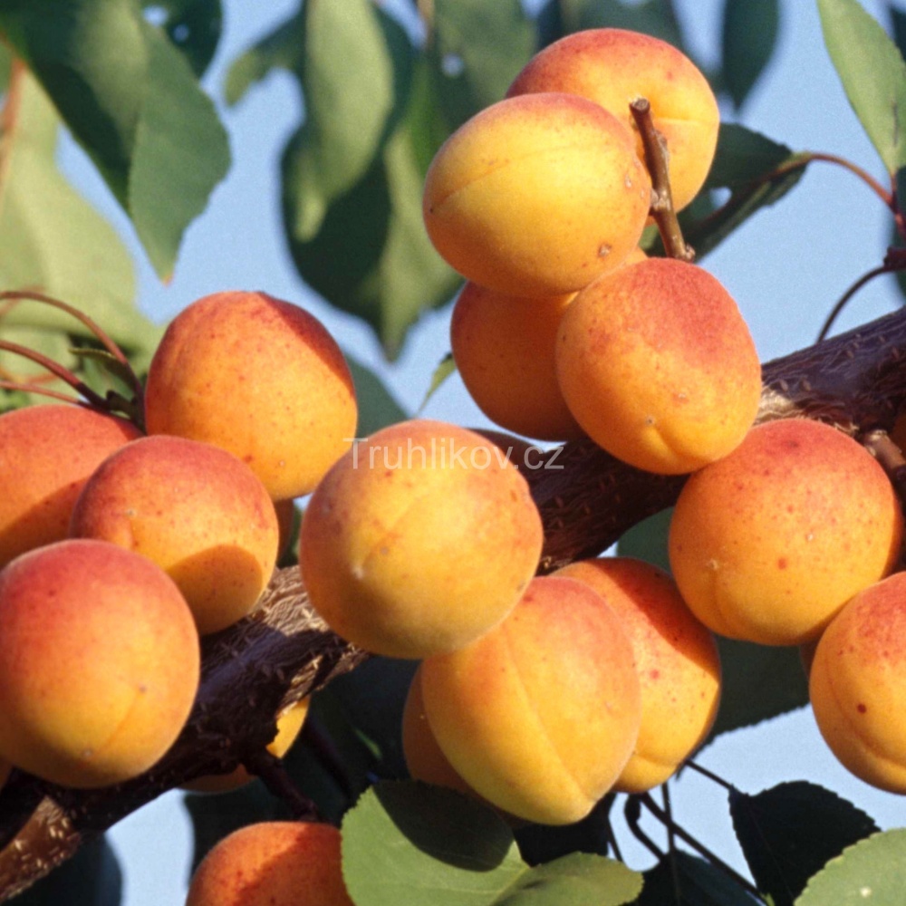 Meruňky - Meruňka 'Ledana' prostokořenné, zákrsek, SAMOSPRAŠNÁ
