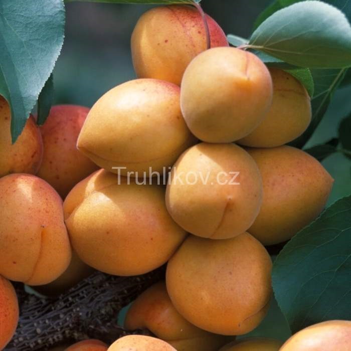 Meruňky - Meruňka Leskora květináč 7,5 litru, čtvrtkmen, SAMOSPRAŠNÁ