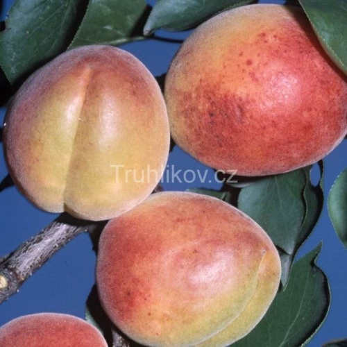 Rostliny - Meruňka 'Maďarská' prostokořenné, polokmen, SAMOSPRAŠNÁ