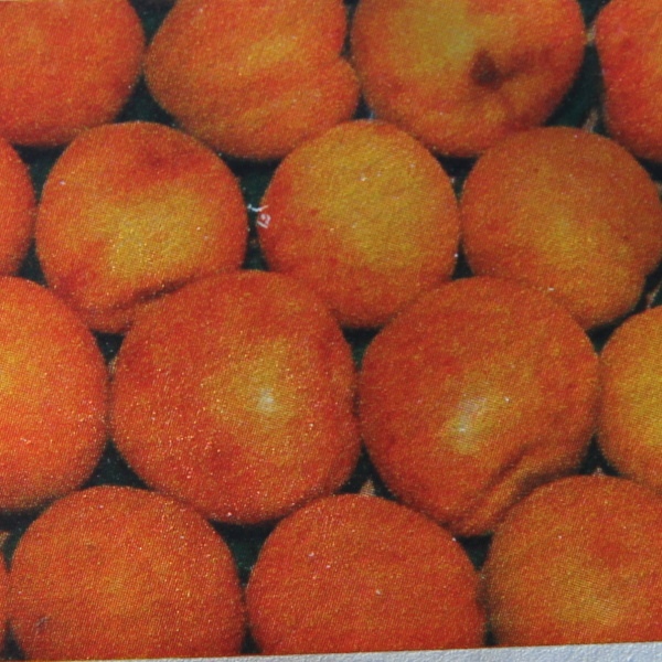 Meruňky - Meruňka 'Marlen' květináč 7,5 litru, čtvrtkmen, SAMOSPRAŠNÁ