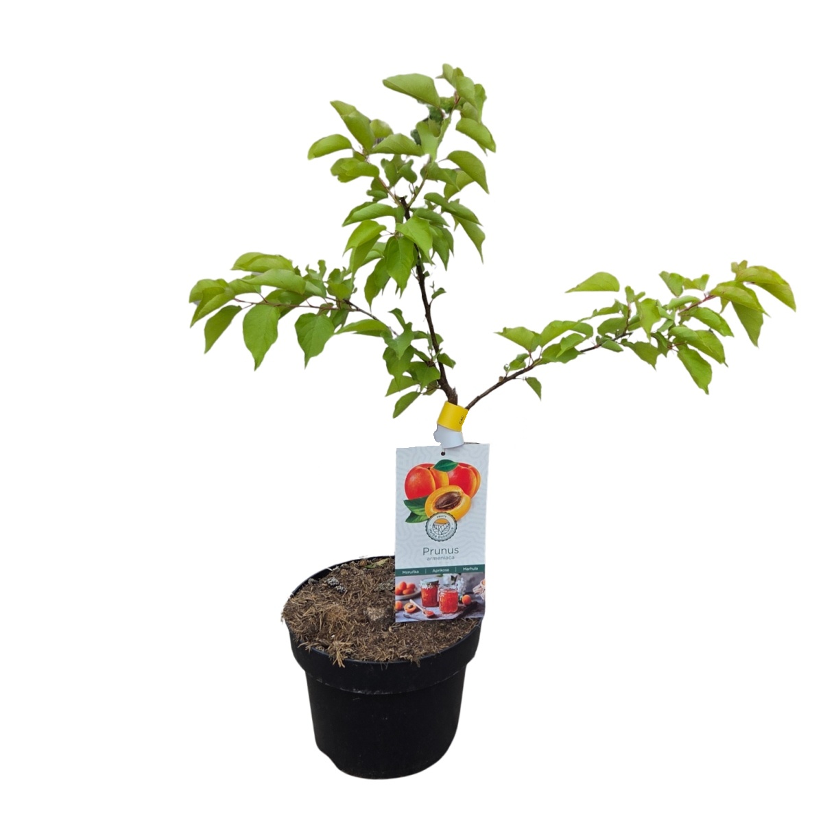 Meruňky - Meruňka Mini zakrslá, květináč 7,5 litru