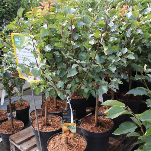 Balkonové ovocné stromky - Meruňka 'Orange Beauty' květináč 10 litrů, kmínek 30cm, zákrsek, SAMOSPRAŠNÁ