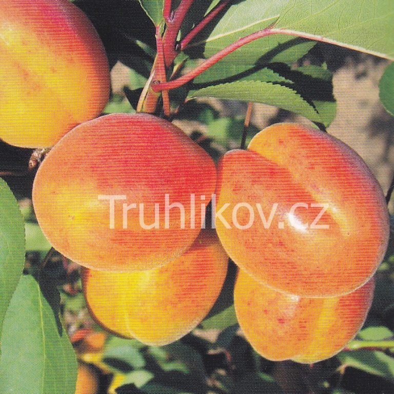 Rostliny - Meruňka 'Radka' prostokořenné, zákrsek, SAMOSPRAŠNÁ