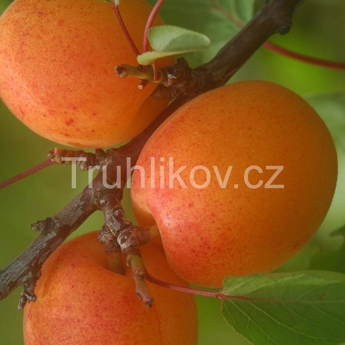 Meruňky - Meruňka 'Sundrop' květináč 7,5 litru, čtvrtkmen, SAMOSPRAŠNÁ